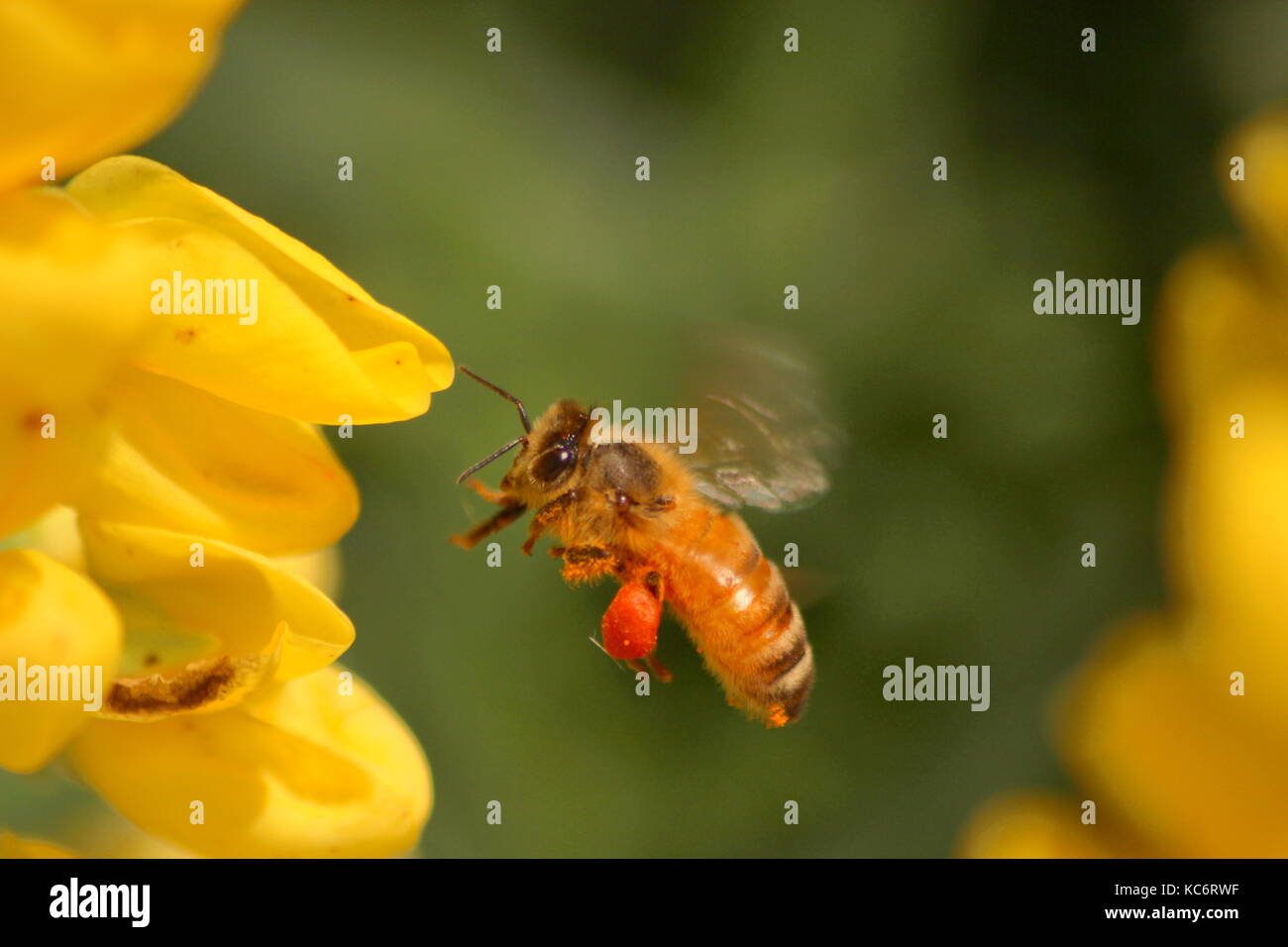 Honey bee in flight Stock Photo Alamy