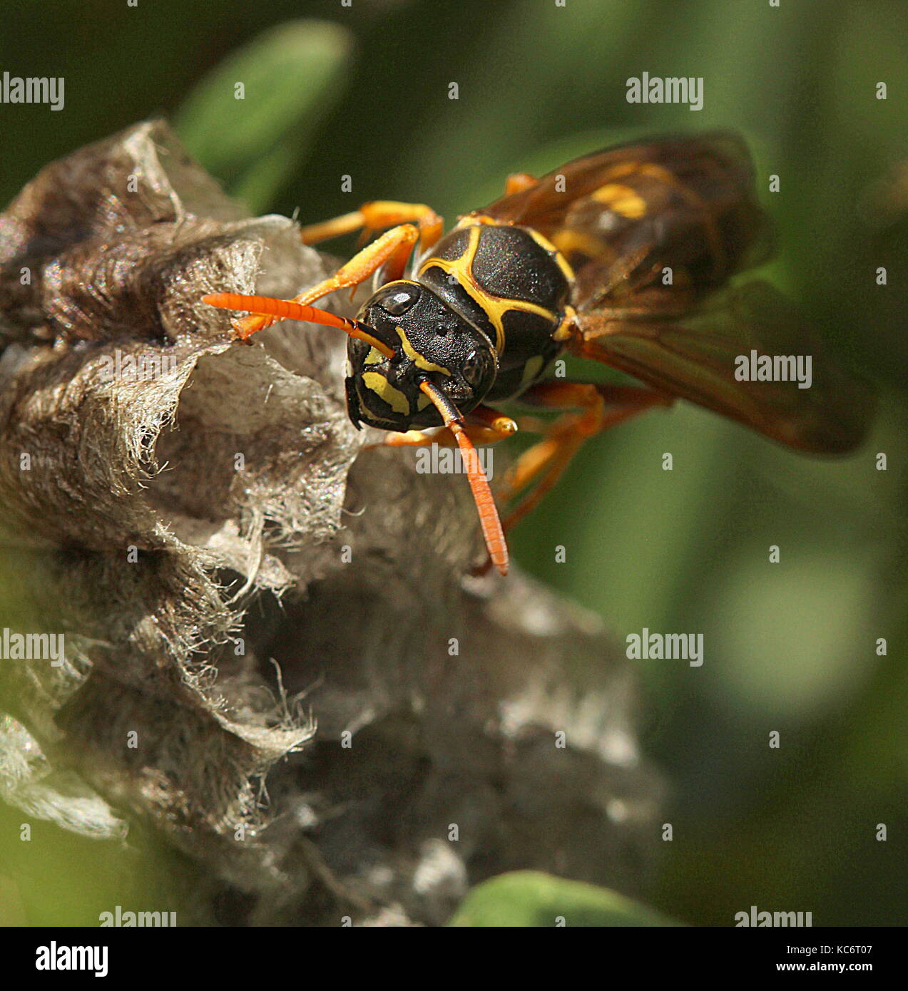 Paper wasp Stock Photo