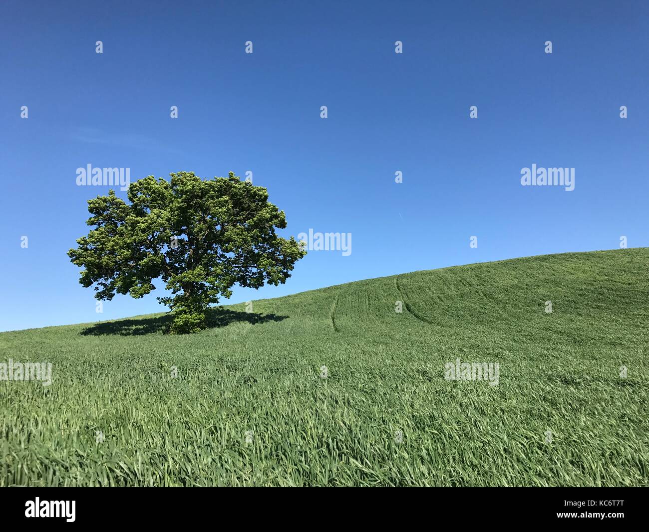 Large tree on a green field under blue sky Stock Photo - Alamy