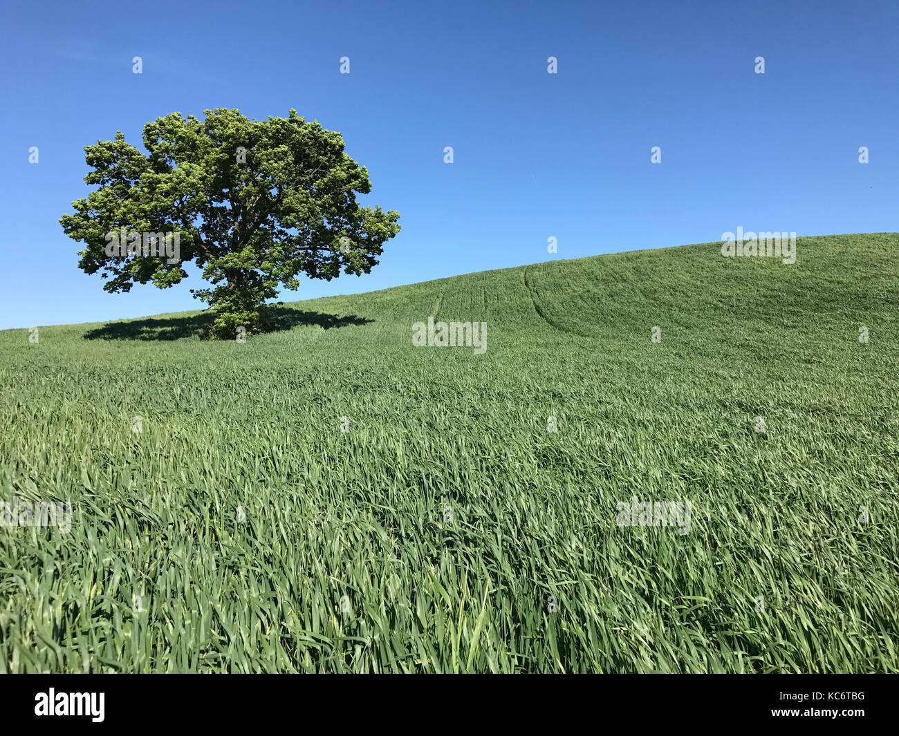 Large tree on a green field under blue sky Stock Photo - Alamy