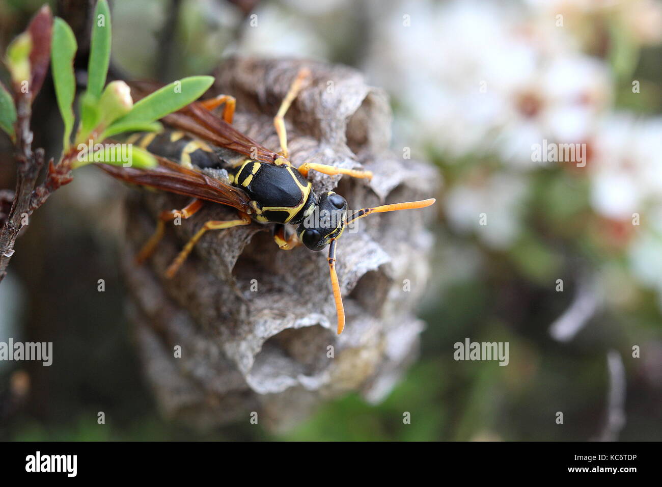 Paper wasp Stock Photo
