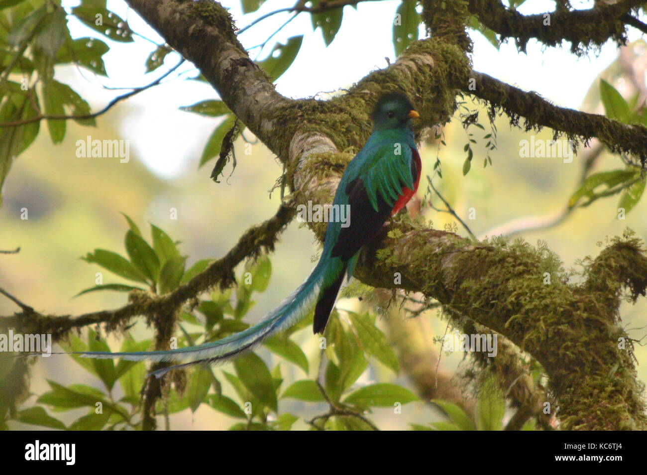 Male Resplendent Quetzal, Pharomachrus mocinno, Monteverde Cloud Forest National Park, Costa Rica, Central America Stock Photo