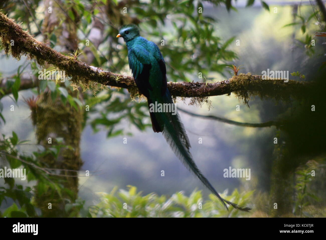 Male Resplendent Quetzal, Pharomachrus mocinno, Monteverde Cloud Forest National Park, Costa Rica Stock Photo