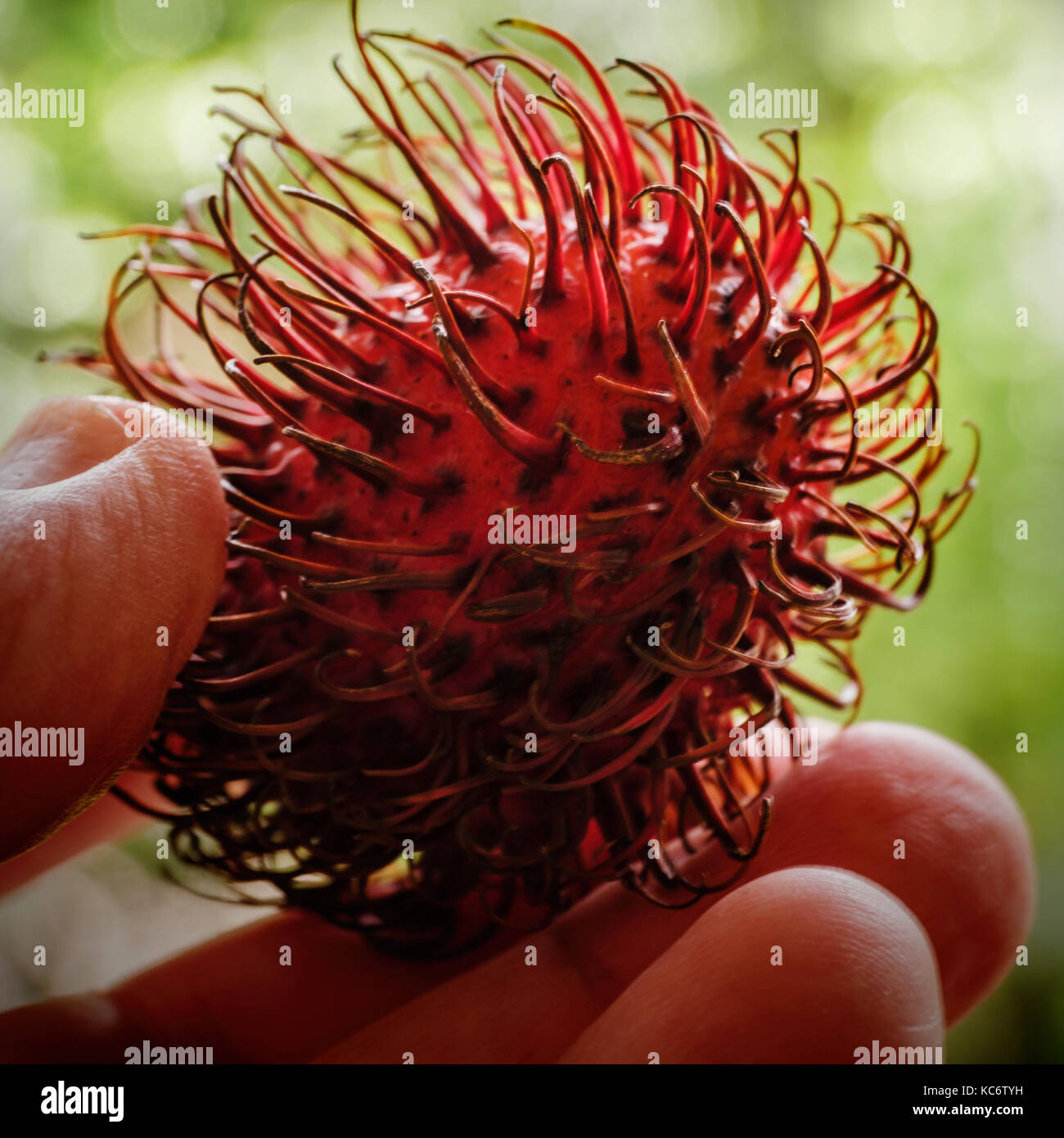 Person holding lychee in spiked shell Stock Photo