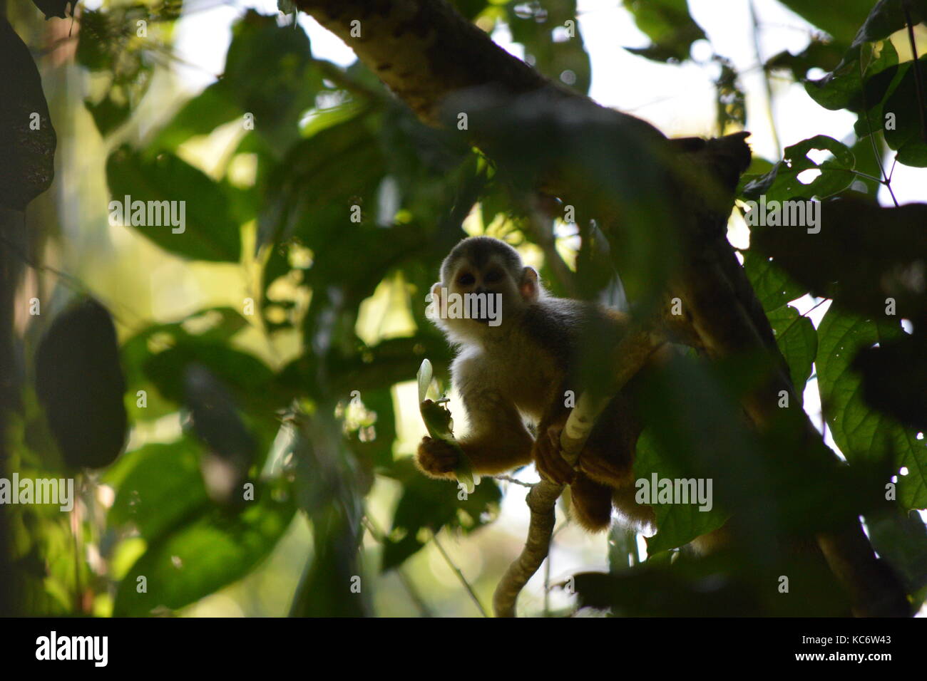 Central American Squirrel Monkey eating a Cicada, Saimiri oerstedii, Manuel Antonio NP, Costa Rica Stock Photo