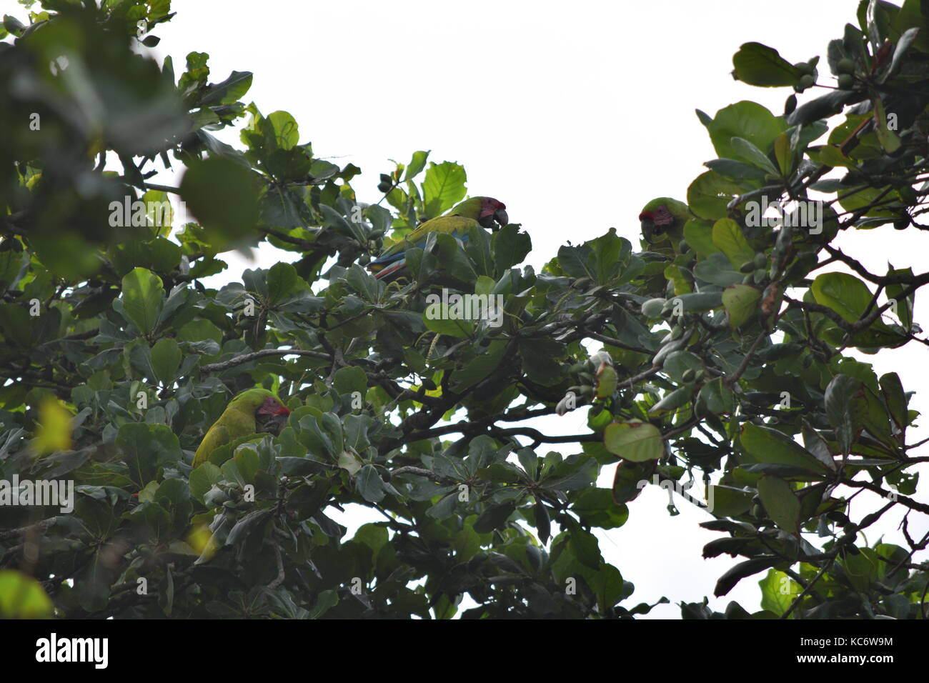 3 Great Green Macaws feeding in a fig tree in tortuguero national park, Ara Ambiguus, Tortuguero NP, Costa Rica Stock Photo