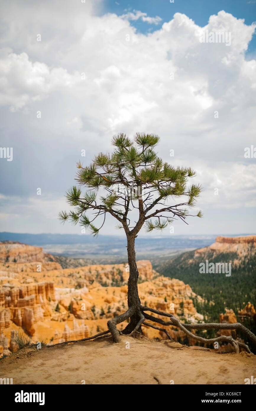 USA, Utah, Single tree in Bryce Canyon National Park Stock Photo