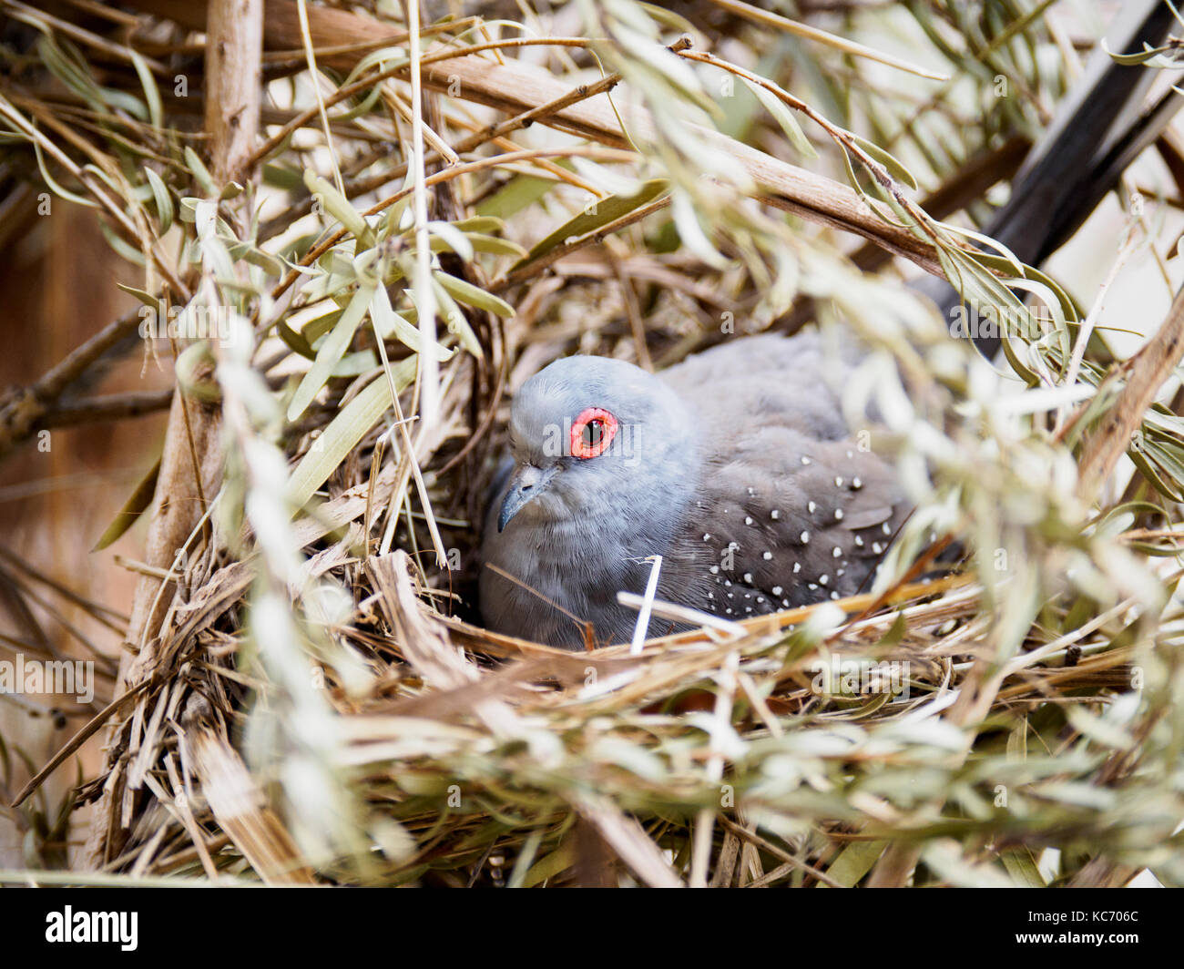 Diamond dove (Geopelia cuneata) in nest Stock Photo