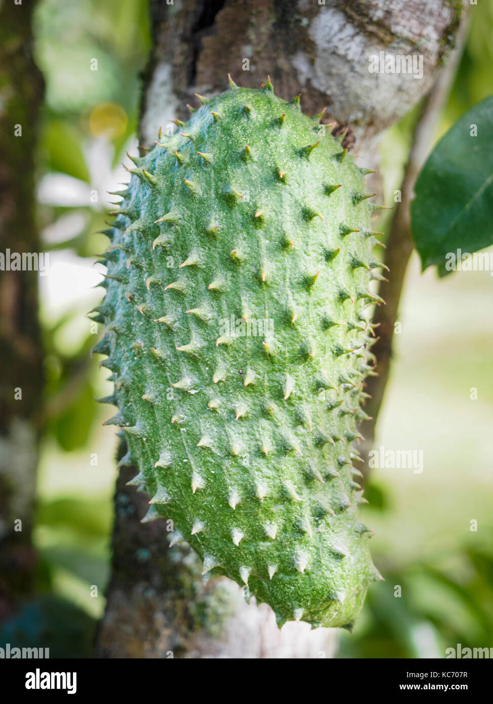 Spiky fruit of soursop Stock Photo