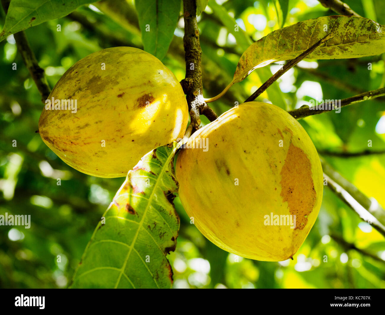 Yellow sapote fruits hanging on tree Stock Photo