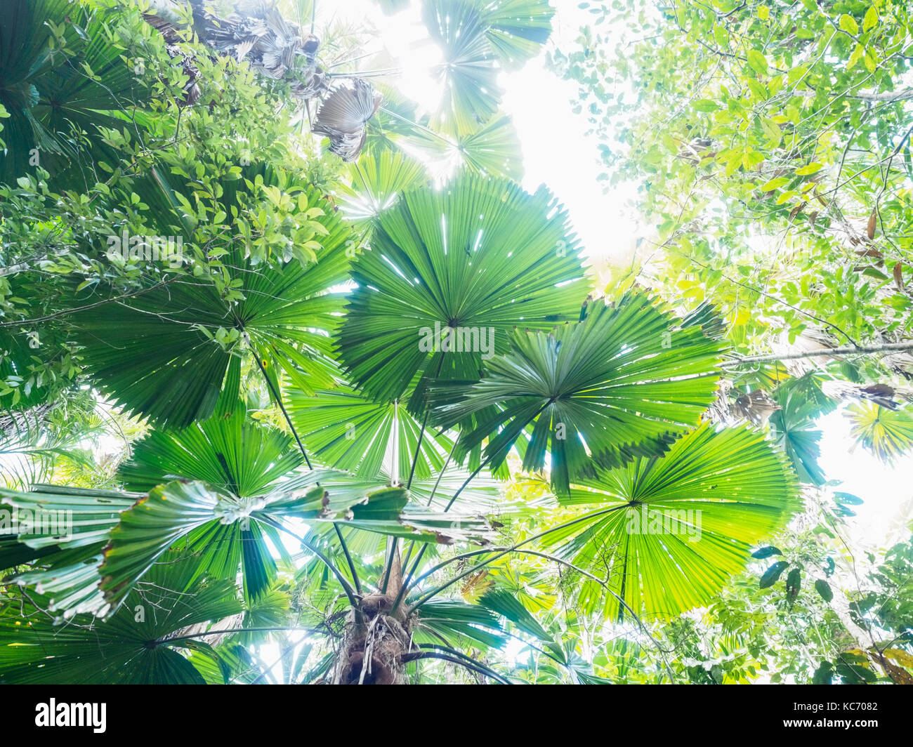 Lush foliage of Licuala grandis (Fan palm) Stock Photo