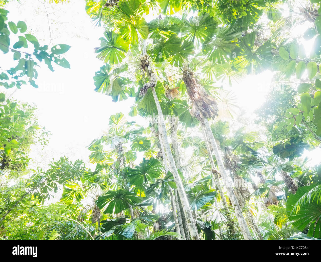 Lush foliage of Licuala grandis (Fan palm) Stock Photo