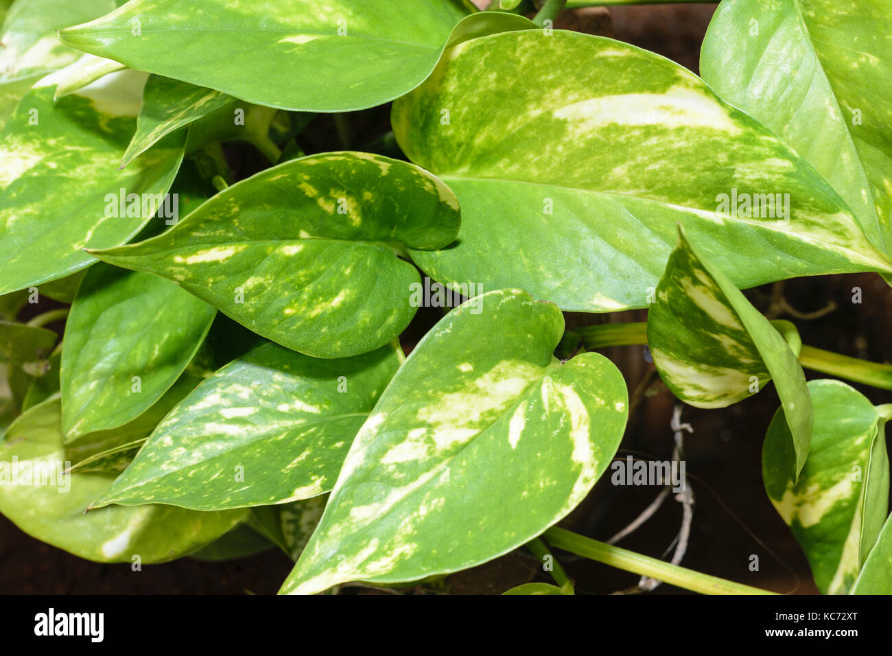 Devil's ivy or money plant (Epipremnum aureum) Stock Photo