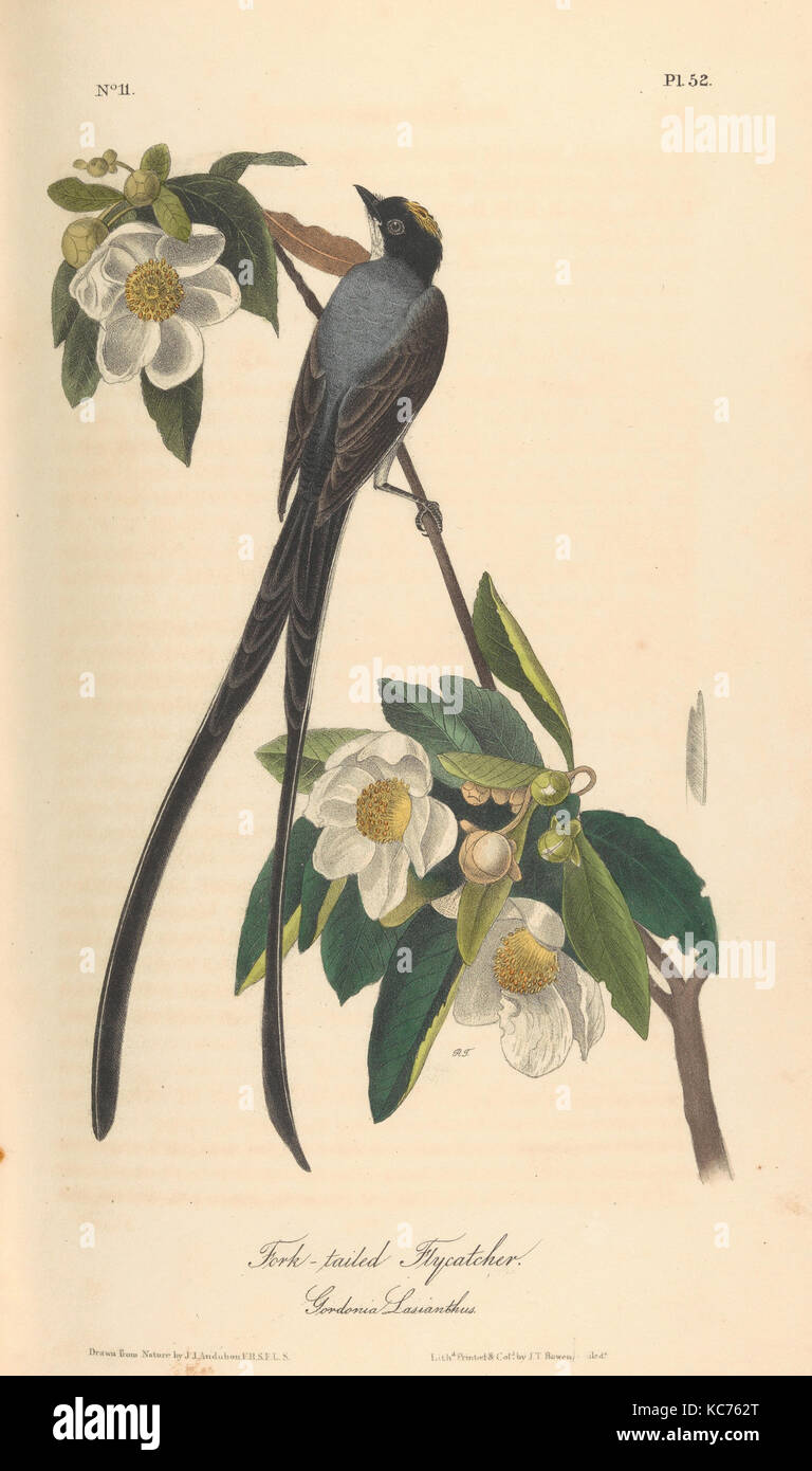The Birds of America from Drawings Made in the United States, 1840–44 Stock Photo
