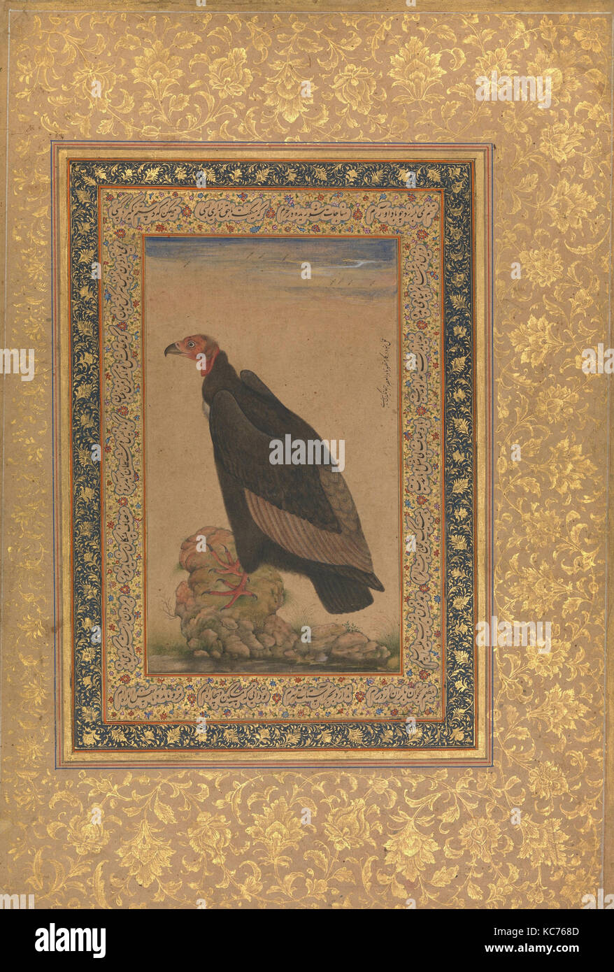 'Red-Headed Vulture', Folio from the Shah Jahan Album, recto and verso: early 19th century Stock Photo