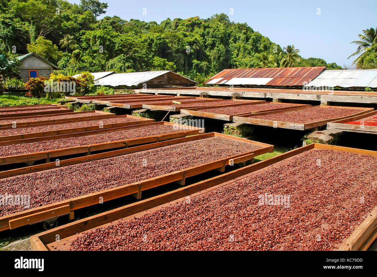 Cocoa beans drying in the sun on large trays at Belmont Estate Grenada Stock Photo