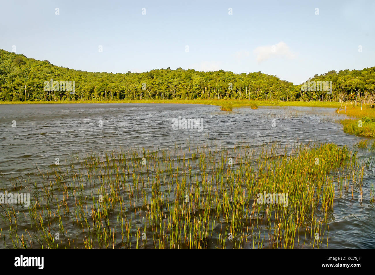 Grass reeds growing in Grand Etang Lake, Grand Etang National Park and Forest Reserve, Grenada Stock Photo