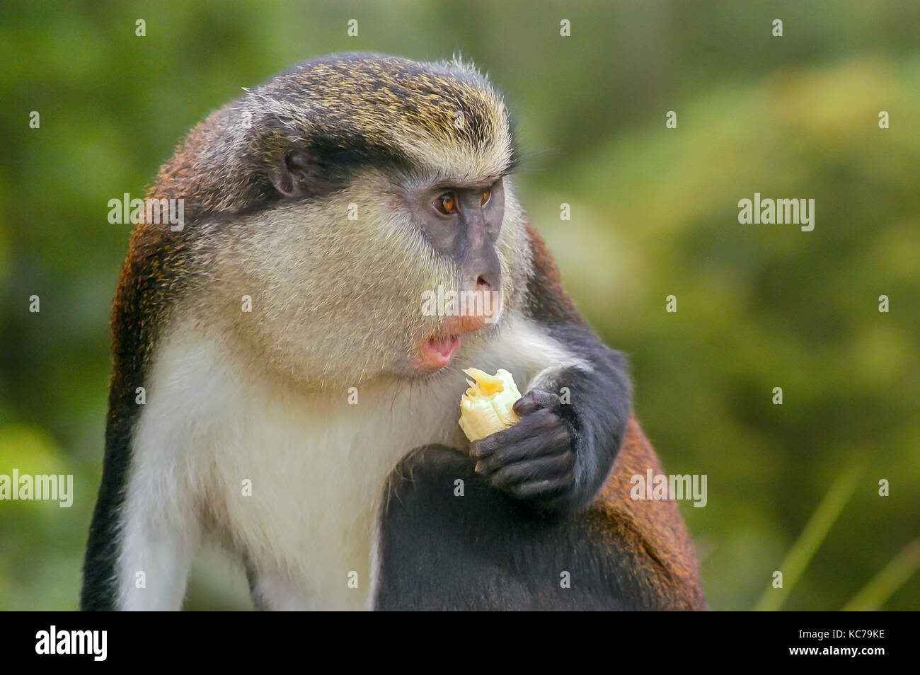 Mona monkey eating banana in Grand Etang National Park and Forest Reserve Grenada Stock Photo