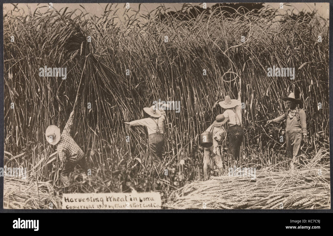 Harvesting Wheat in Iowa, 1909, Gelatin silver print, Image 8.4 x 14 cm (3 5/16 x 5 1/2 in