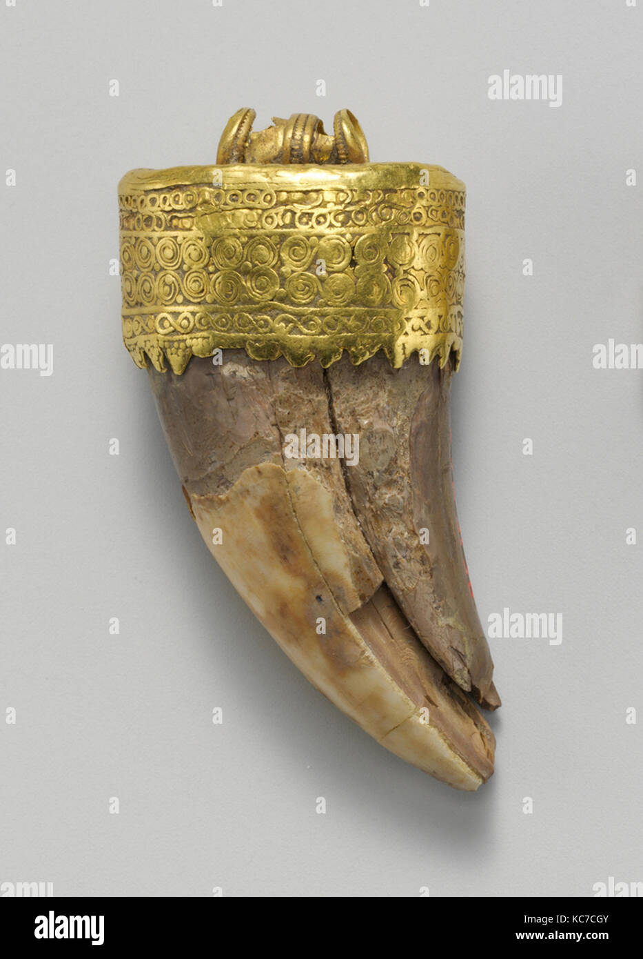 Tiger tooth 2024 pendant gold