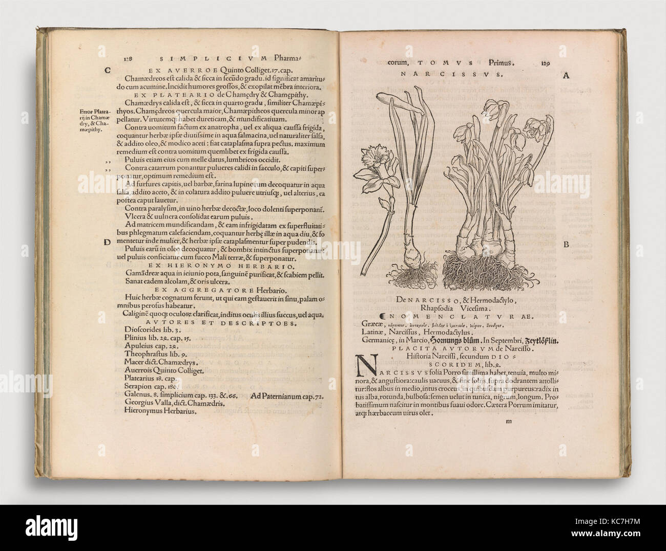 Herbarum vivae eicones, Hans Weiditz the Younger, 1530 Stock Photo