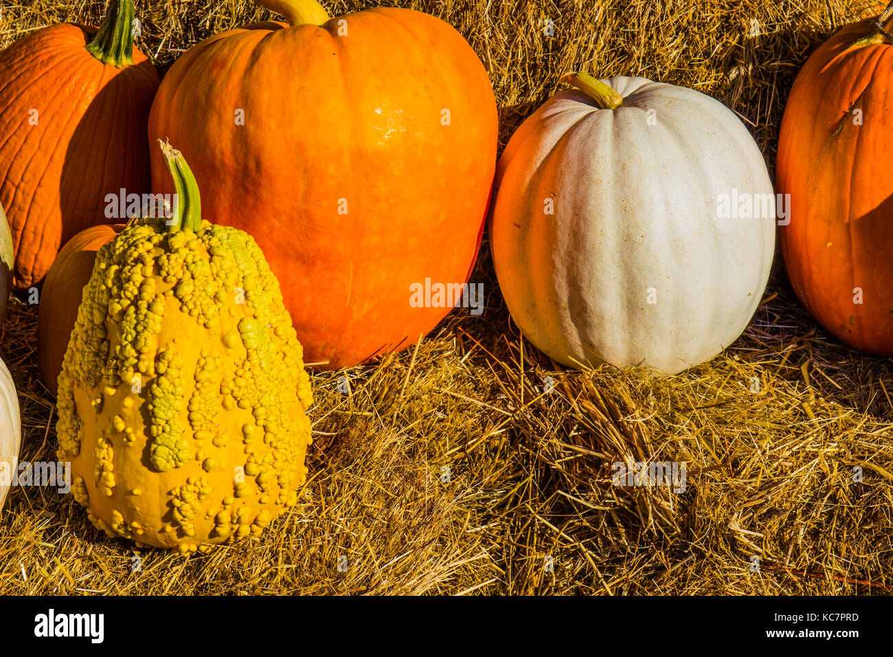 Row Of Halloween Pumpkins, Squash & Melons Stock Photo Alamy