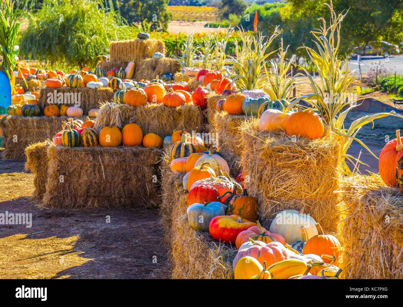 Rows Of Halloween Pumpkins, Melons & Squash On Display On Hay Bales