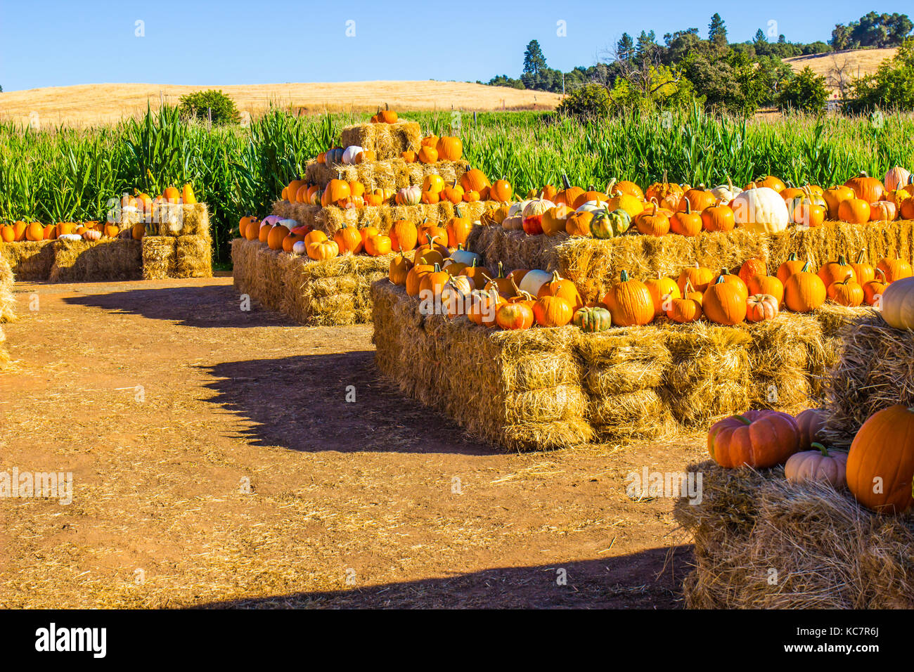 Rows Of Hay Bales With Halloween Pumpkins, Squash & Melons Stock Photo