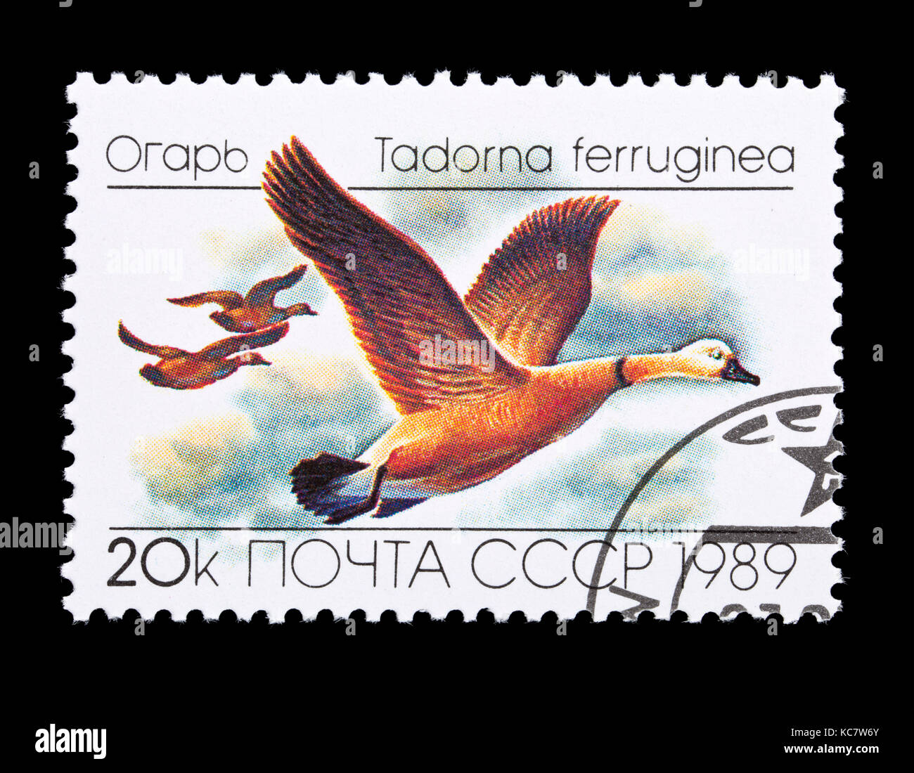 Postage stamp from the Soviet Union (USSR) depicting a ruddy shelduck (Tadorna ferruginea) Stock Photo