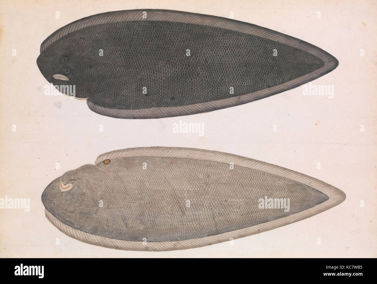 Two Sides of a Bengal River Fish, ca. 1804, Made in India, Calcutta, Pencil, opaque watercolor, and gold on paper, Painting: H Stock Photo