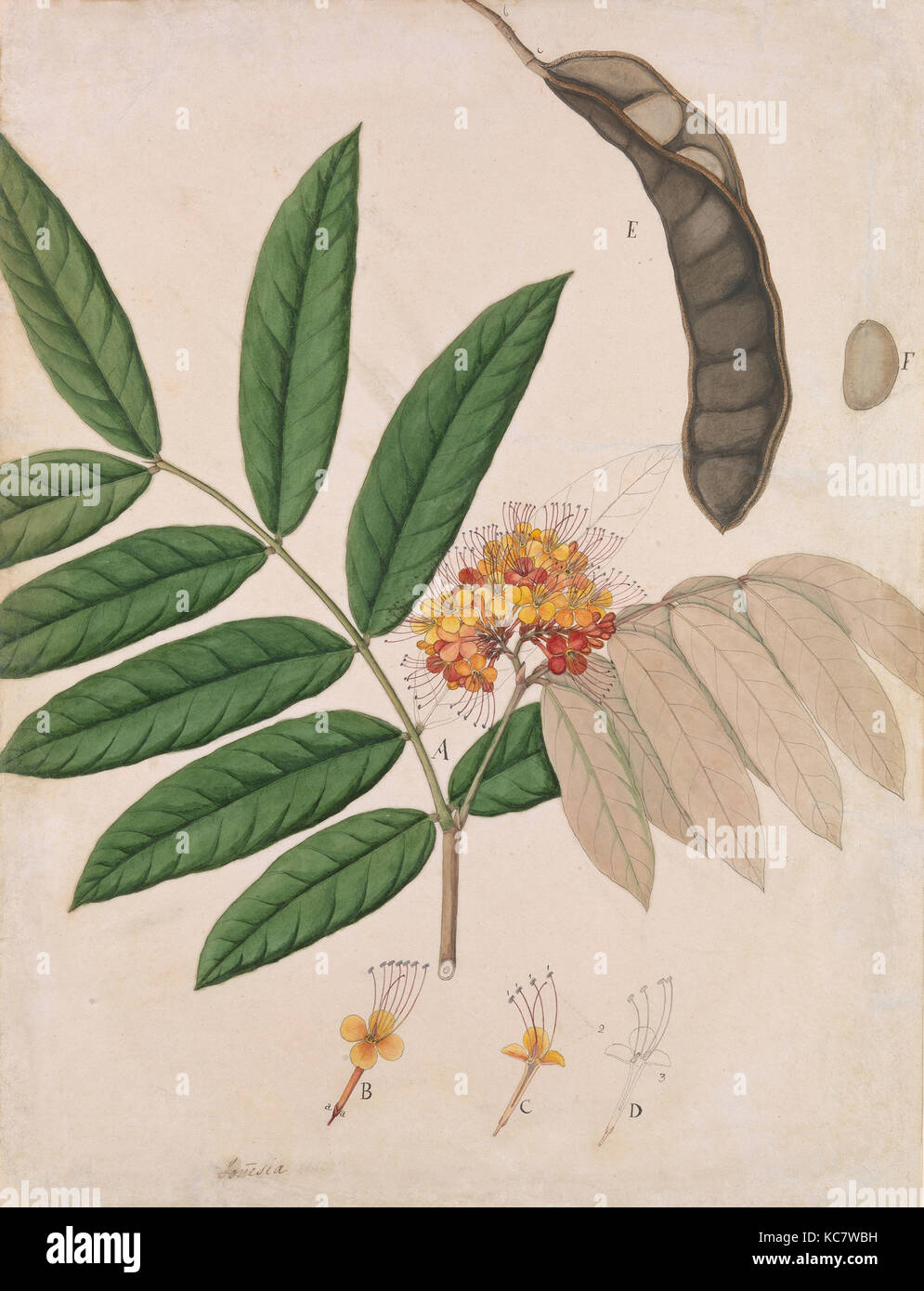 Ashoka Tree Flower, Leaves, Pod, and Seed, first half 19th century Stock Photo