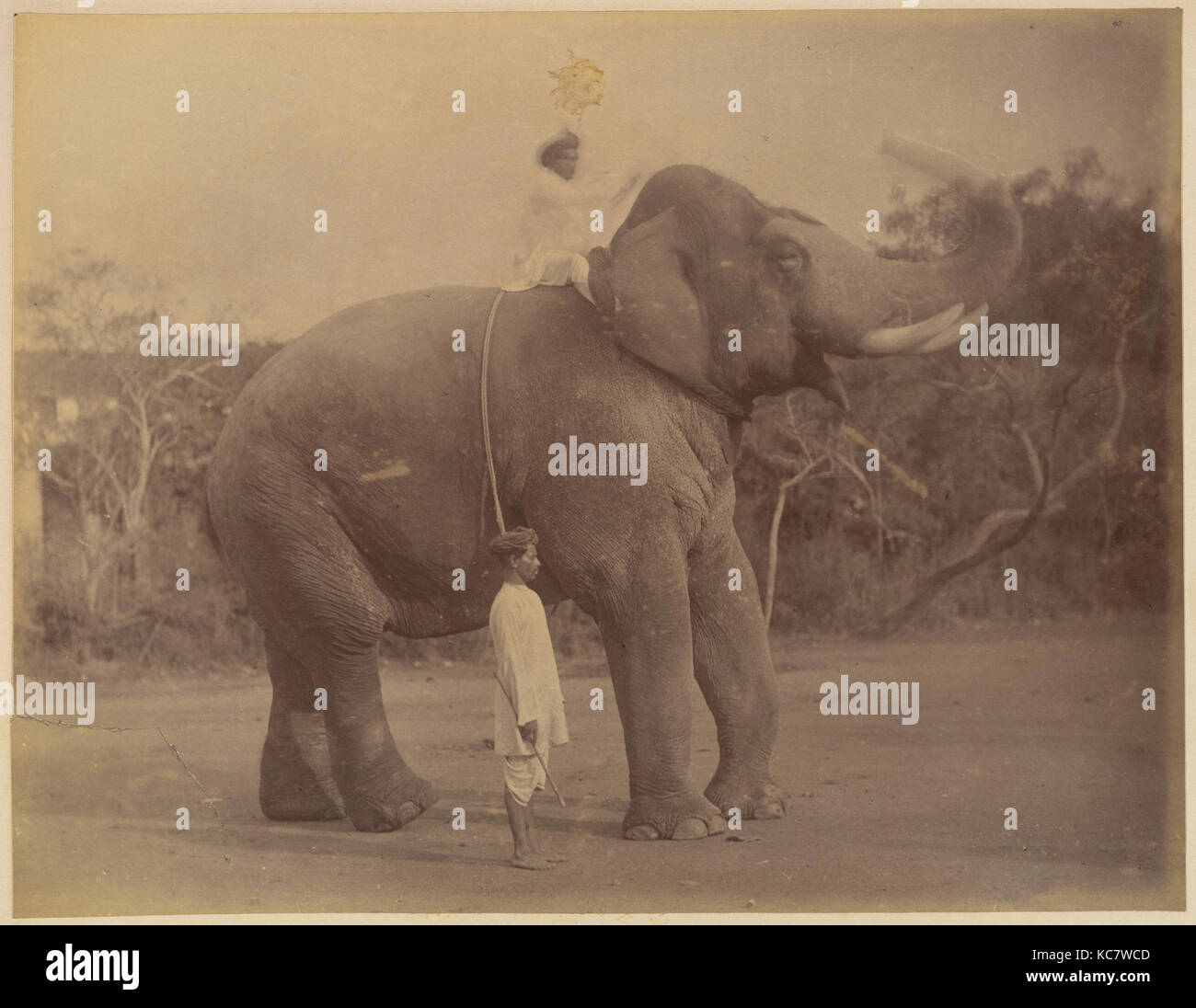 The Great Elephant Saluting, Lala Deen Dayal, 1885–1900 Stock Photo