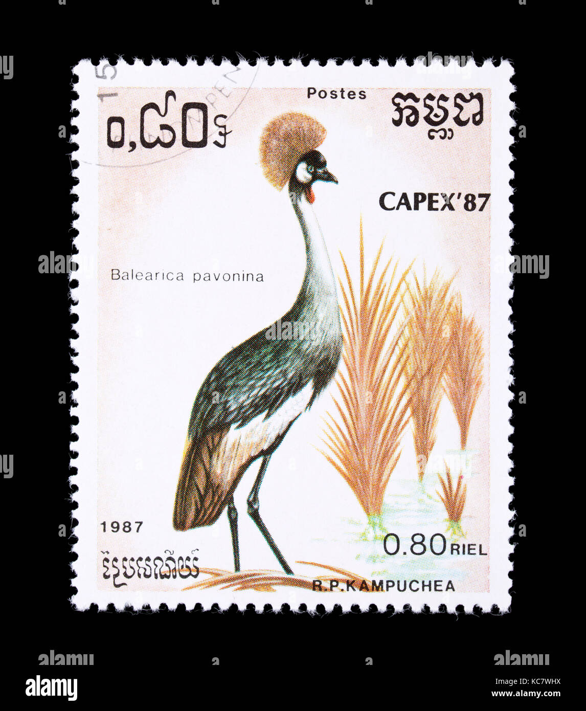 Postage stamp from Cambodia (Kampuchea) depicting a black crowned crane (Balearica pavonina) Stock Photo