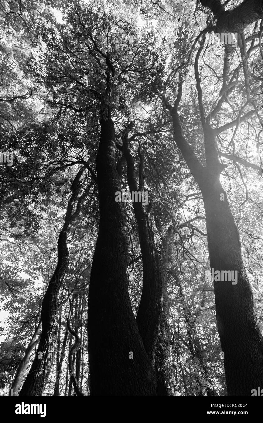 A view from below of some tall trees in spring against the sun Stock Photo Alamy