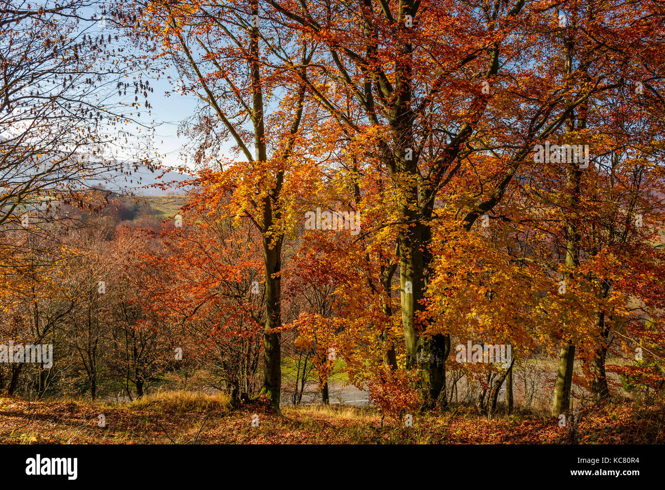 forest with red foliage on sunny day. ravishing nature background Stock Photo