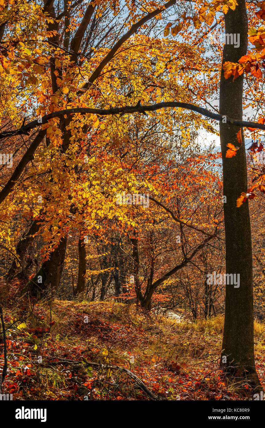 forest with red foliage on sunny day. ravishing nature background Stock Photo