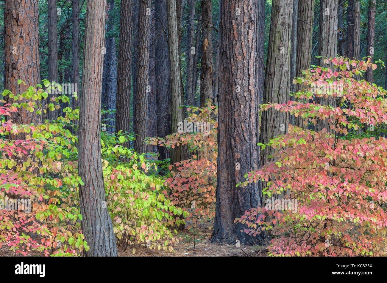 Pacific dogwoods (Cornus nuttallii) in their fall foliage, and the ponderosa pine trees in Yosemite National Park, California. Stock Photo