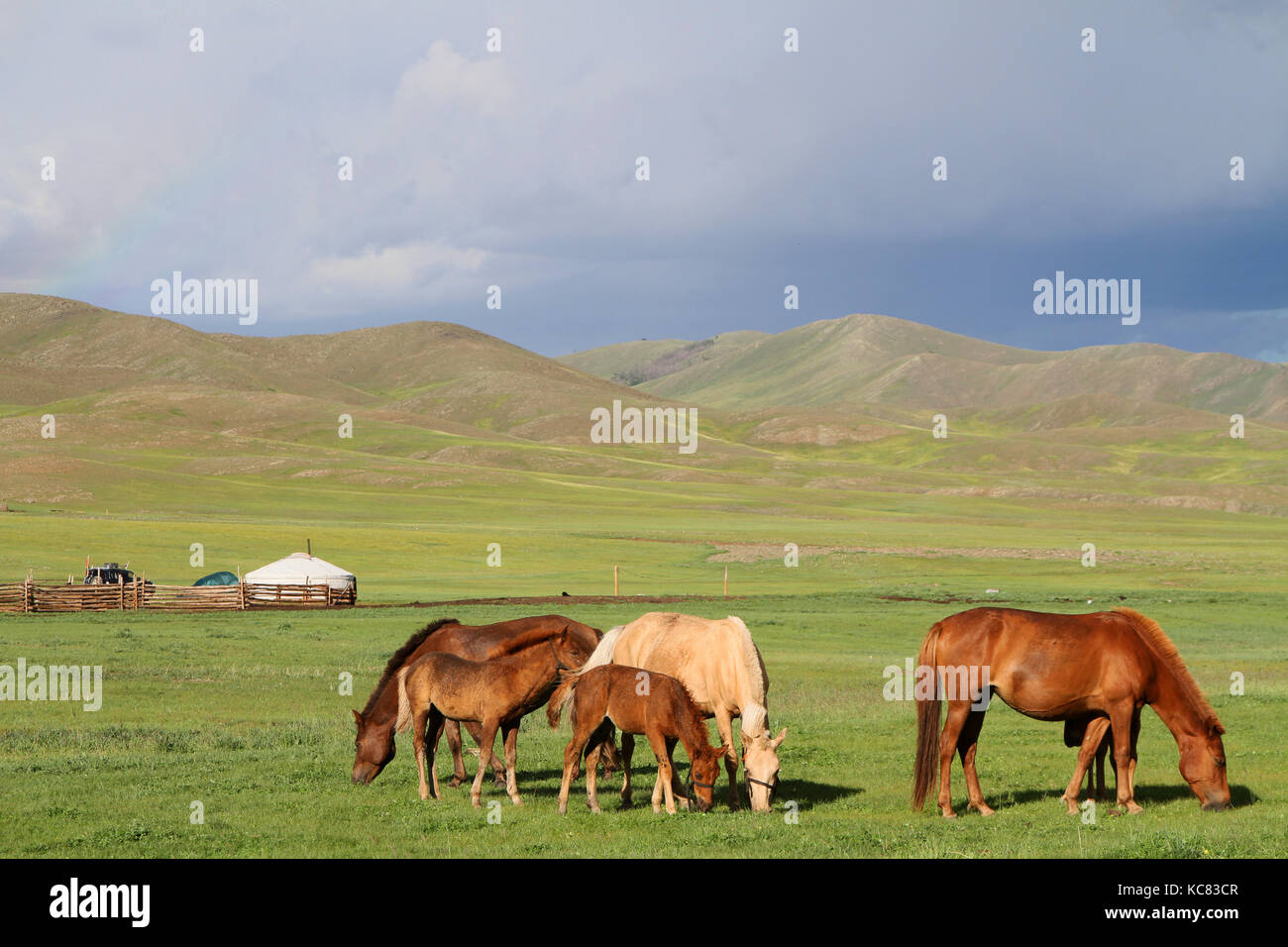 Horses in the mongolian steppe Stock Photo - Alamy