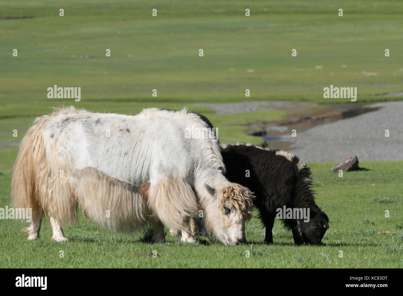 Yaks herd in a Mongolian valley Stock Photo - Alamy