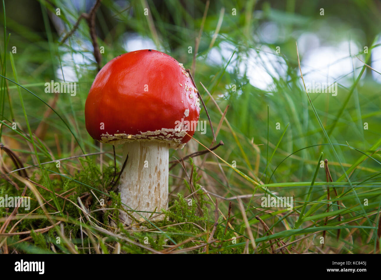 Fly Agaric Mushroom growing in Fife Scotland Stock Photo