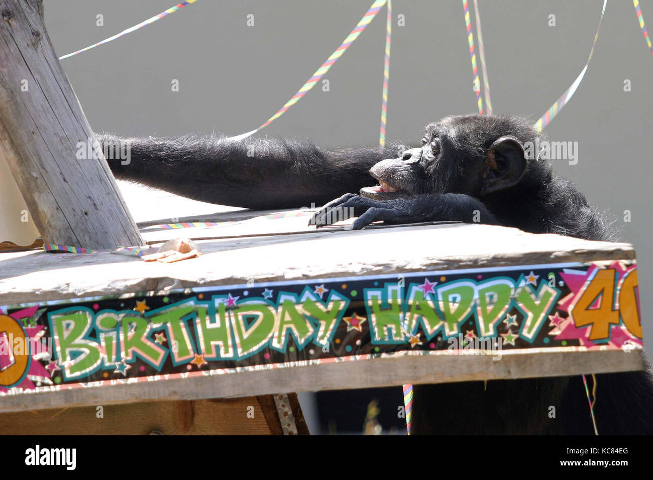 Topsy the chimpanzee celebrates her 40th birthday at Drayton Manor Park and Zoo, June 2005. Stock Photo
