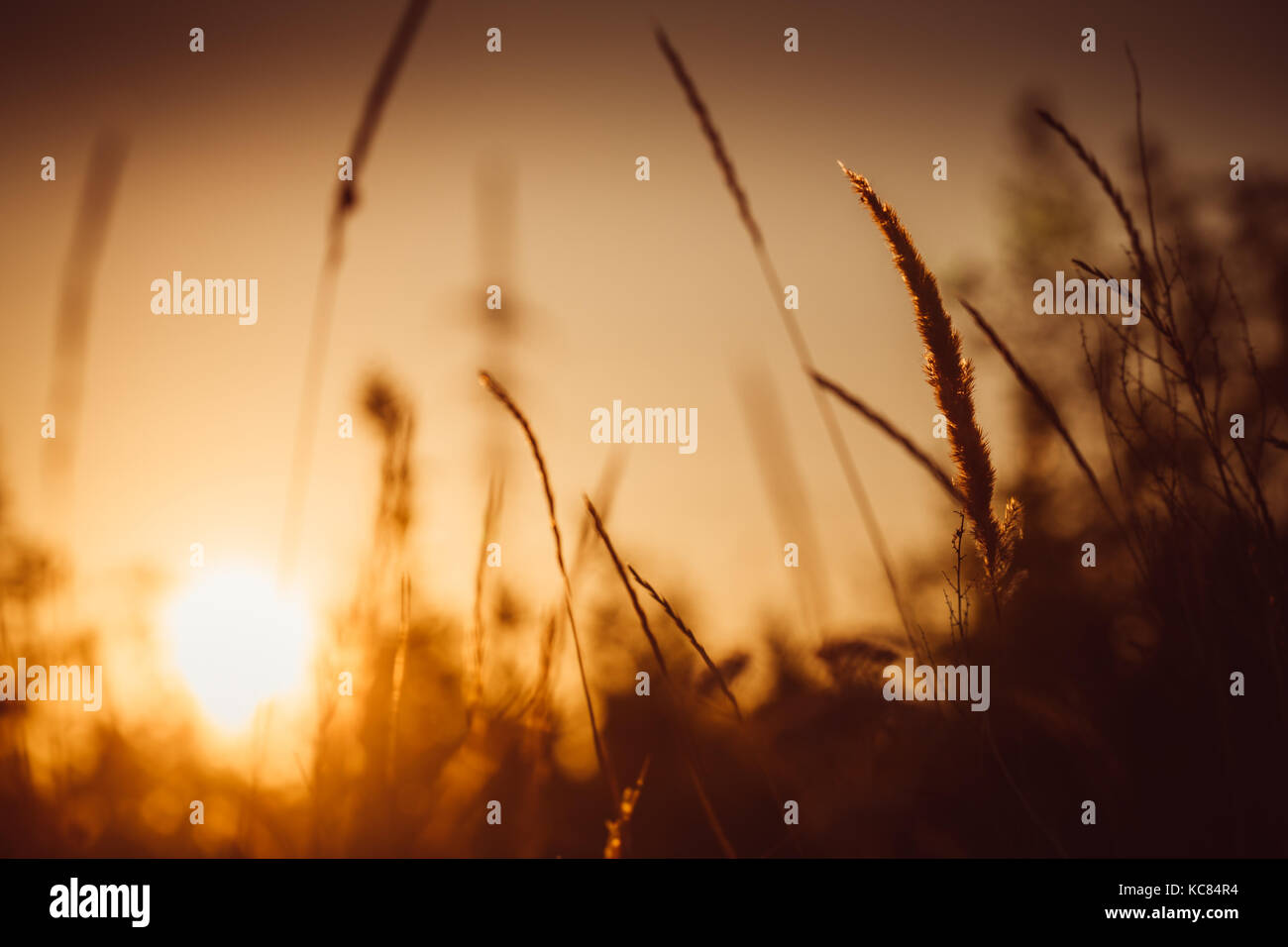 grass and field on sunset background Stock Photo - Alamy