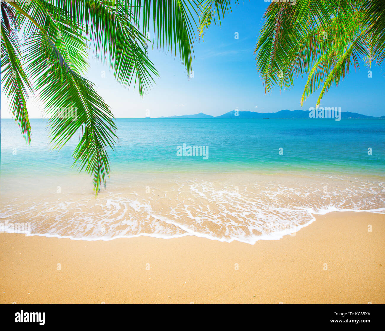Palm and tropical beach Stock Photo - Alamy