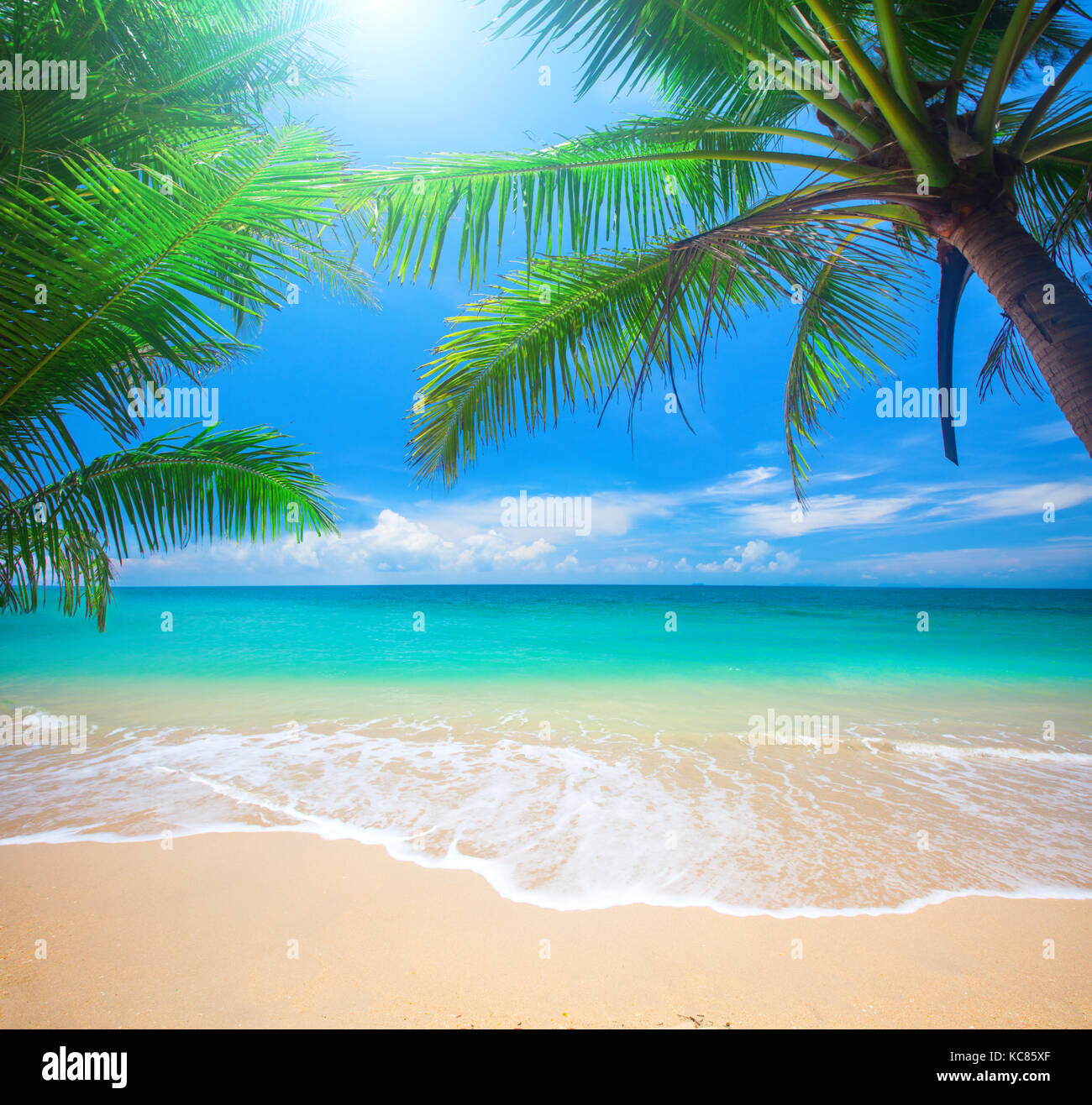 Palm and tropical beach Stock Photo - Alamy