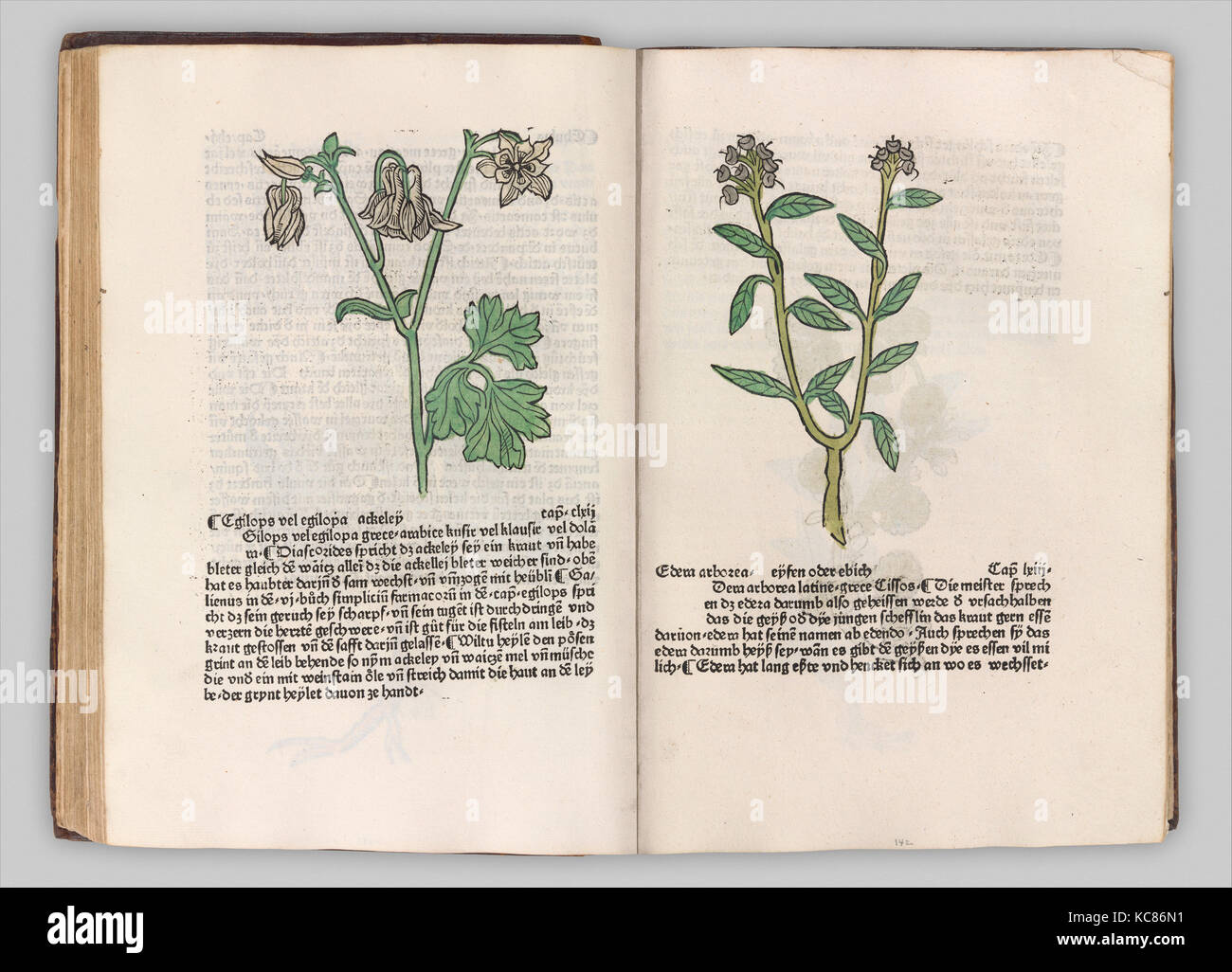 Herbarius - Gart der gesuntheit - Hortus sanitatis, 1485 Stock Photo