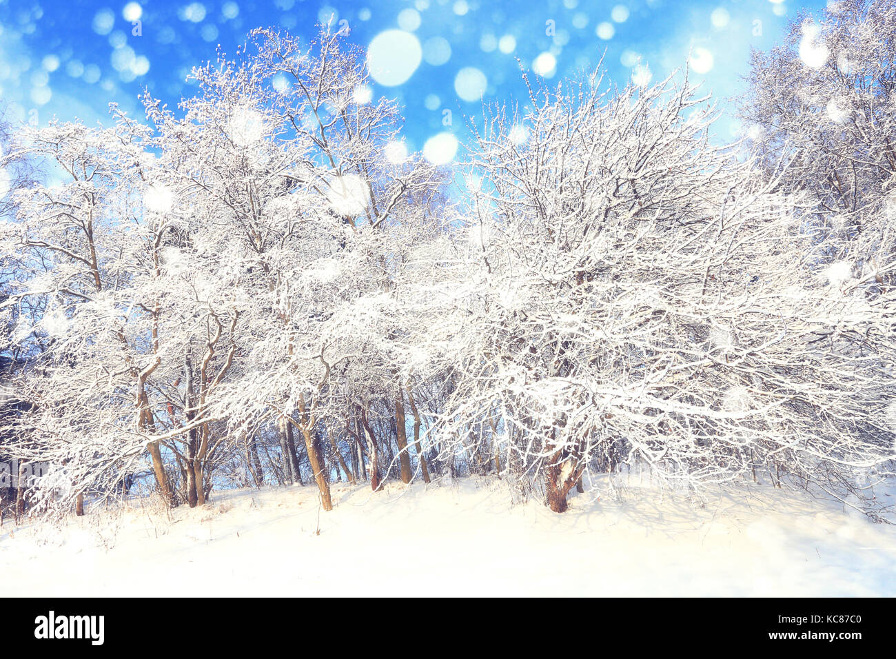 Sunny christmas day in central park. White fluffy snow on trees in park. Snowy xmas theme. Stock Photo