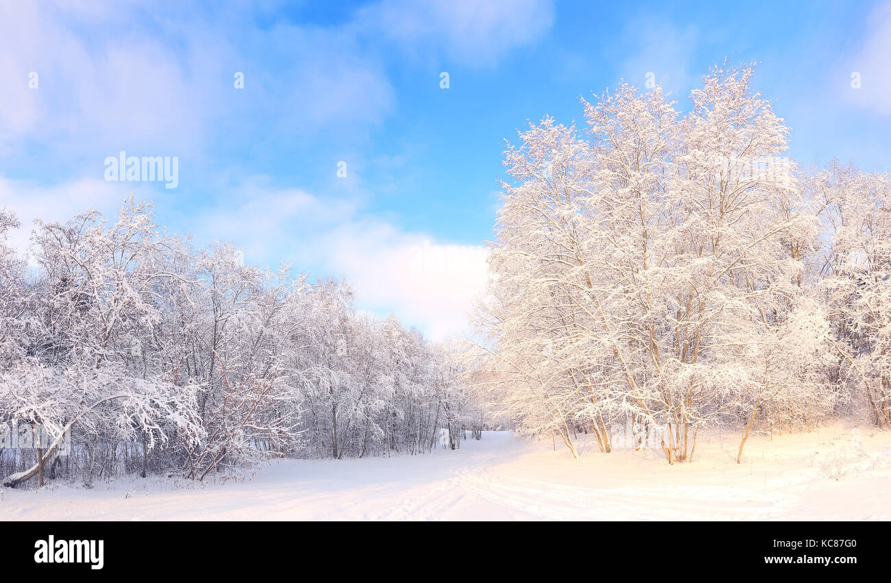 Christmas background. Sunny winter day. White trees with snow in park. Blue sky with fluffy clouds over snowy forest. Stock Photo