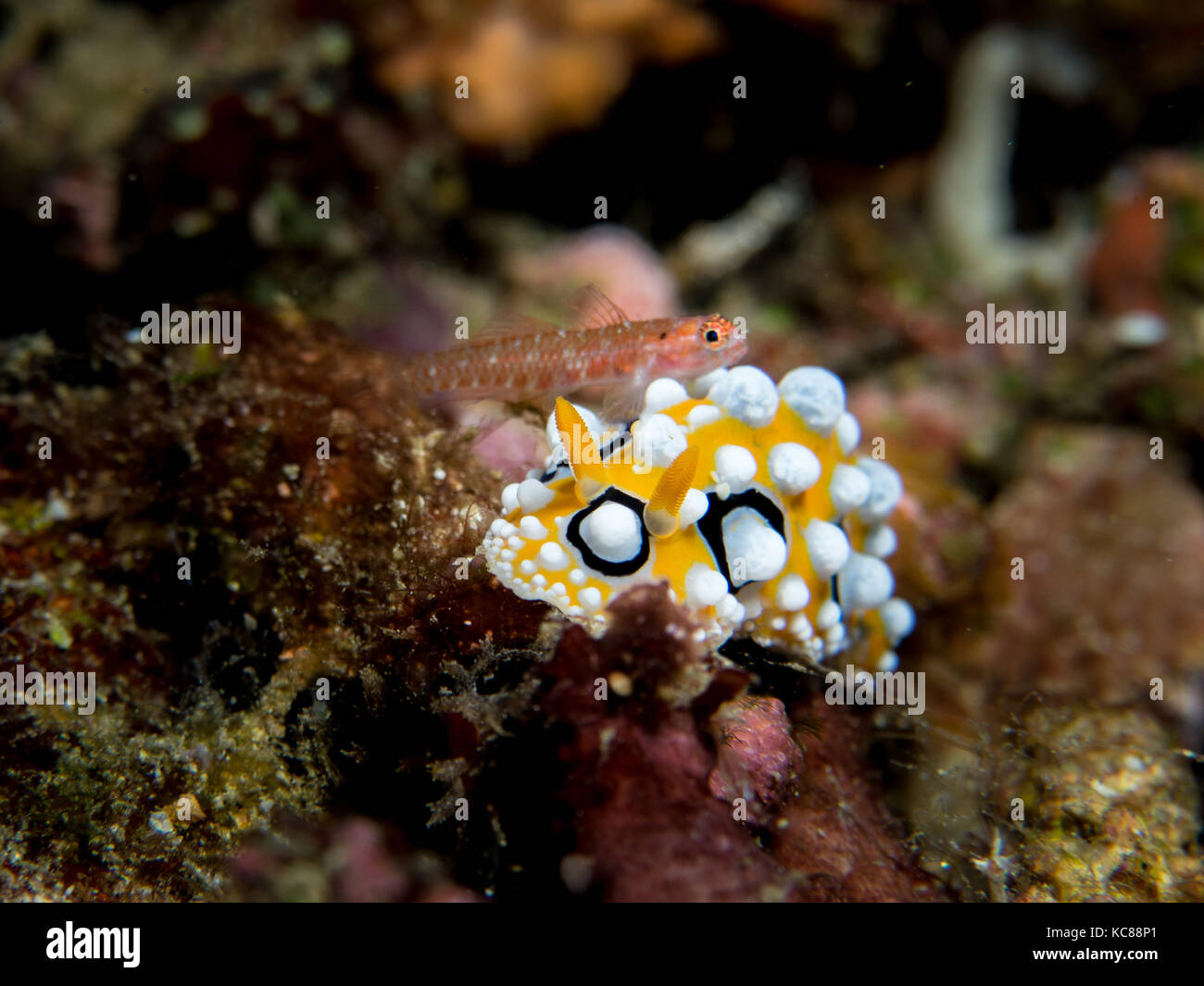 Phyllidia ocellata nudibranch with small goby on a coral reef Stock Photo