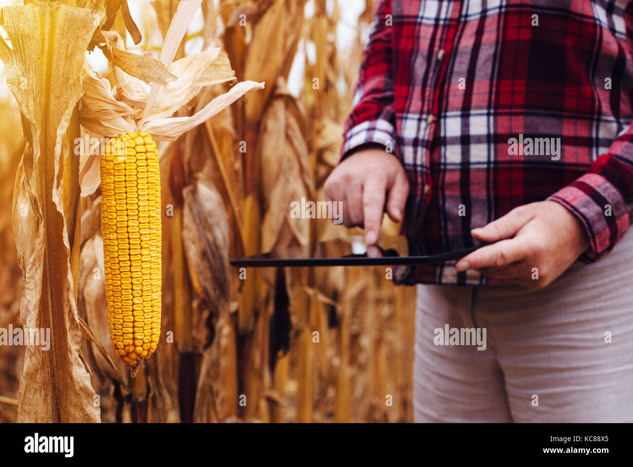 Female agronomist analyzing corn maize crops plantation for harvest after the summer drought, selective focus on corn on the cob Stock Photo