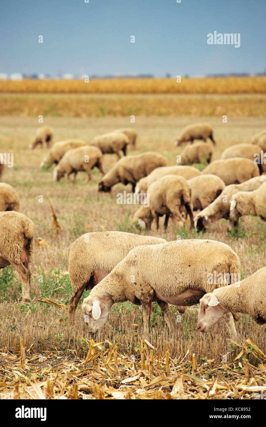 Sheep herd grazing on wheat stubble field, large group of dairy farm animals in meadow Stock Photo
